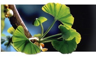 Ginkgo Akademie und Institut Weinitzen